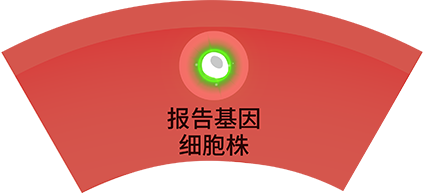 报告基因细胞株