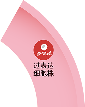 过表达细胞株