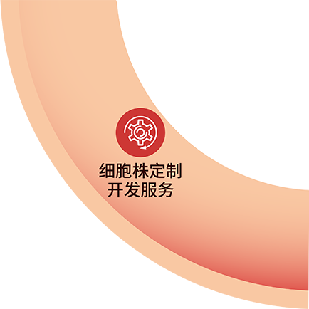 细胞株定制开发服务