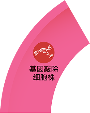 基因敲除细胞株