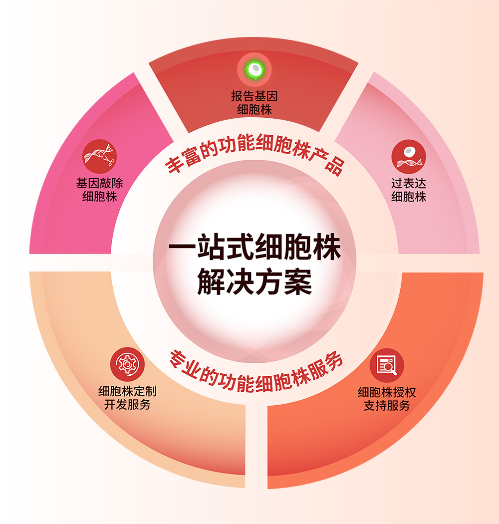 细胞株解决方案