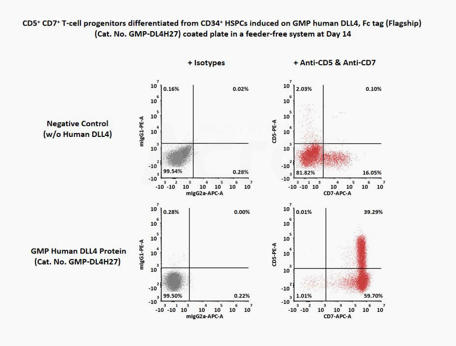 DLL4-Fc coated plate supports CD5+CD7+ T-cell progenitor differentiation from CD34+ HSPC