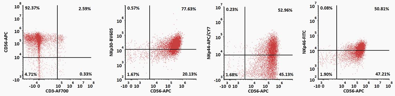 Hematopoietic stem cells differentiate to NK cells (CD3-CD56+) after 20 days of culture