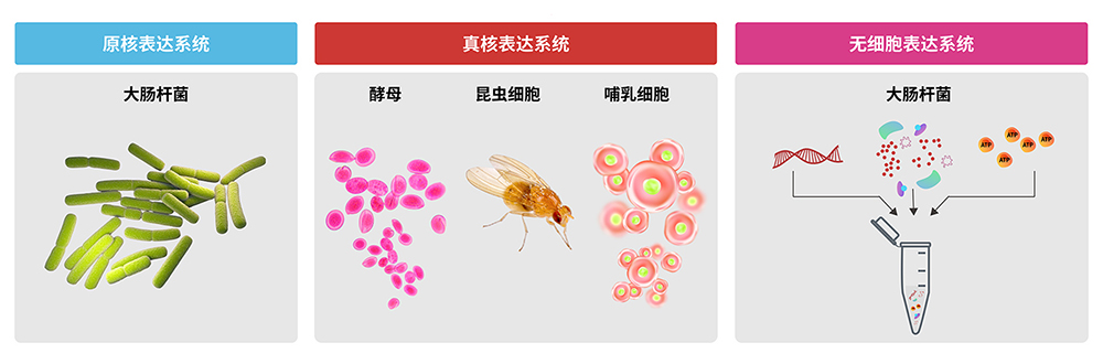 基于结构及应用的蛋白开发技术平台
