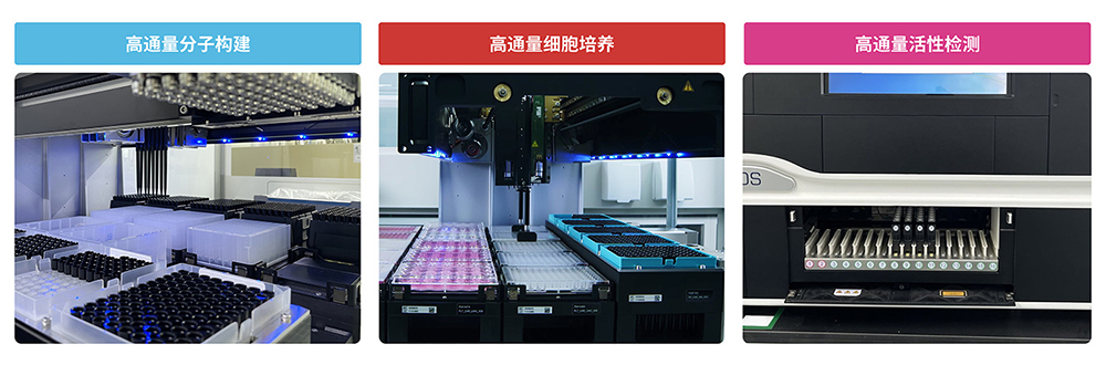 基于结构及应用的蛋白开发技术平台