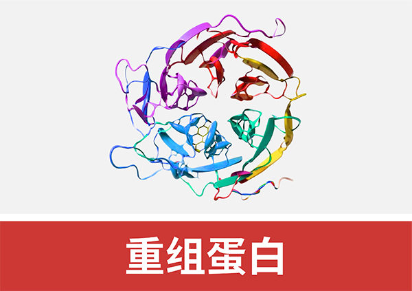 重组蛋白
