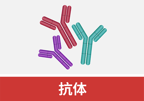 抗体