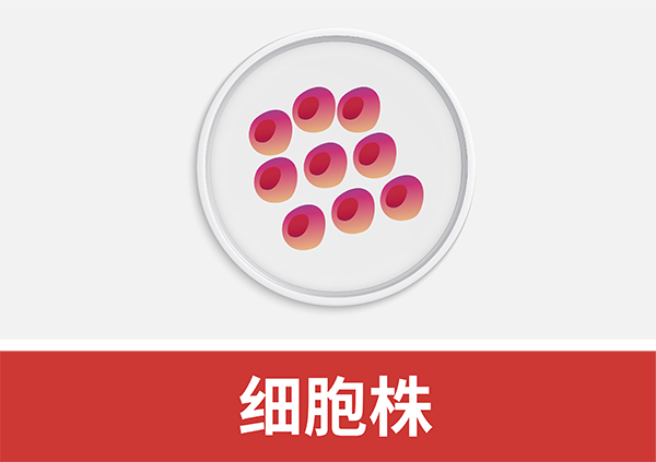 细胞株