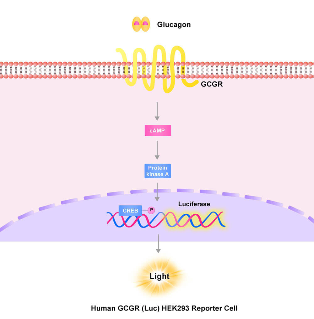 GCGR Assay Principles