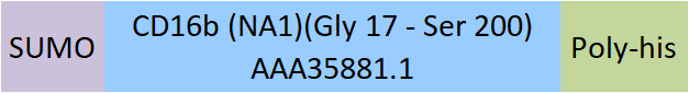 Fc gamma RIIIB / CD16b (NA1) Structure