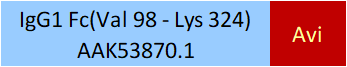 IgG1 Fc Structure
