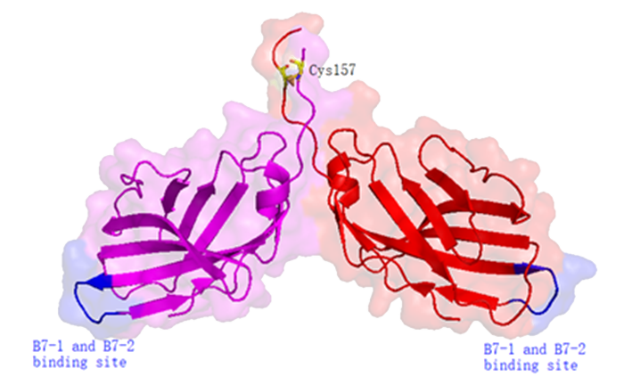 PD-1/CTLA-4