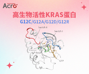 KRAS蛋白
