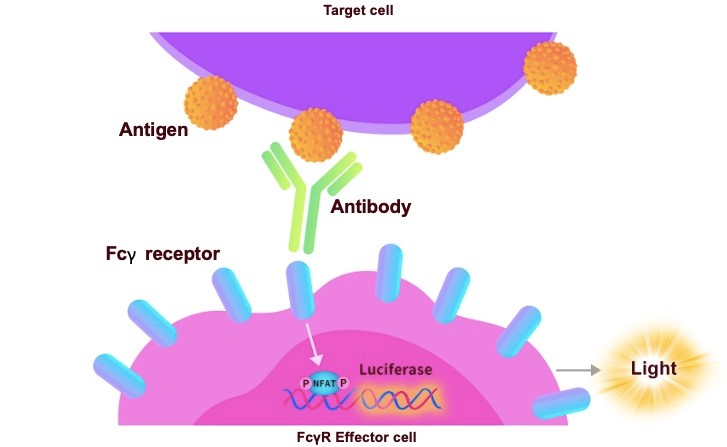 Antigen