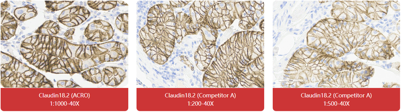 免疫组化（IHC）抗体