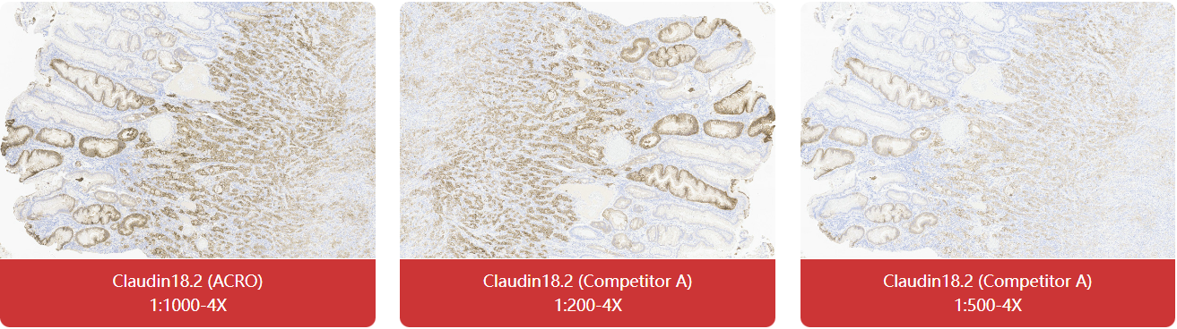 免疫组化（IHC）抗体