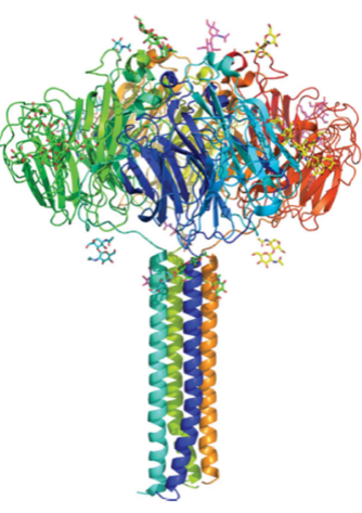 Neuraminidase(NA)Tetramer