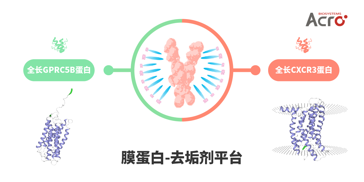 膜蛋白去垢剂