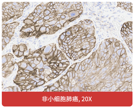 免疫组化（IHC）抗体试用装