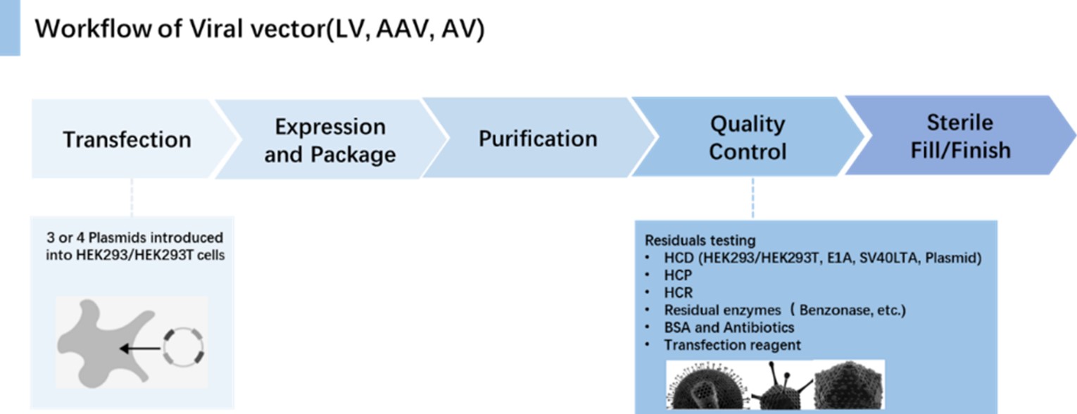 Workflow of Viral vector