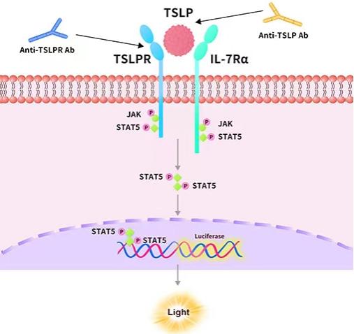 TL1A报告基因细胞株