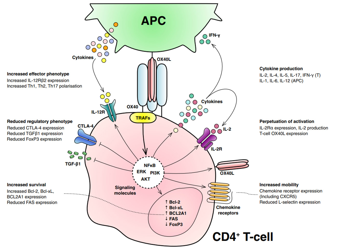 OX40/OX40 Ligand