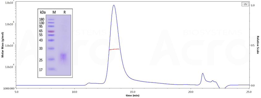 OX40/OX40 Ligand