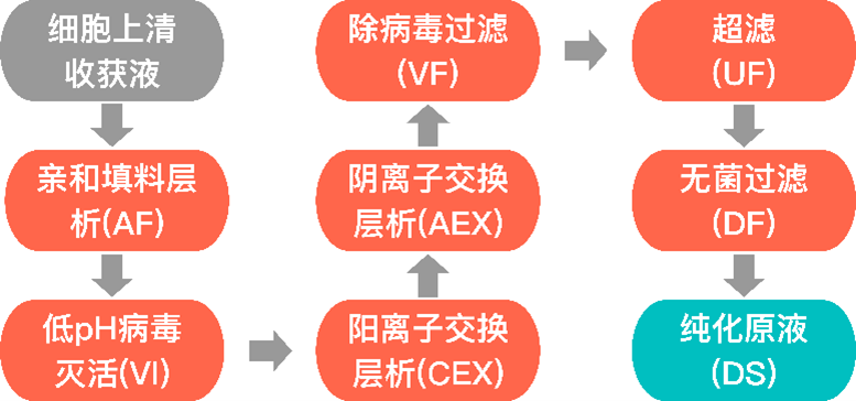 CHO表达抗体纯化工艺中的HCD检测
