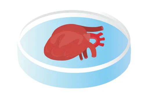 FDA宣布逐步淘汰动物实验：类器官时代加速到来！