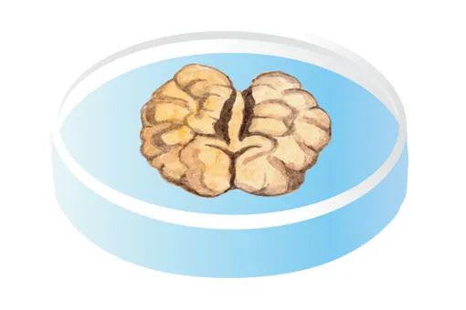 FDA宣布逐步淘汰动物实验：类器官时代加速到来！