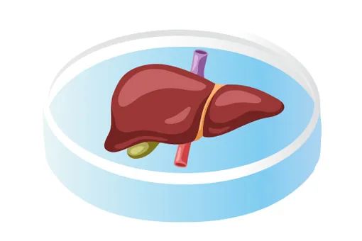 FDA宣布逐步淘汰动物实验：类器官时代加速到来！