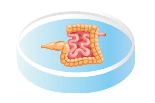 FDA宣布逐步淘汰动物实验：类器官时代加速到来！