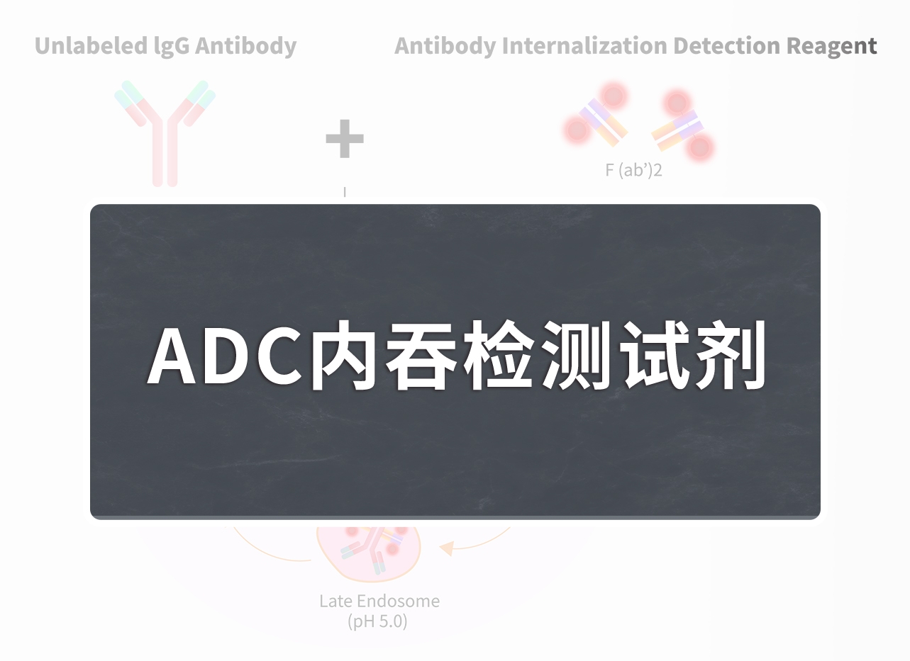 【试用装】ADC内吞检测试剂